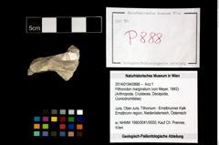 Foto (Objekt + Etikett) von Pithonoton marginatum (von Meyer, 1842)  (NHMW-GEO-2014-0194-0888)
